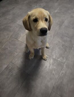 Labrador Retriever Rüde – 5 Monate – geimpft & gechippt - Regensburg