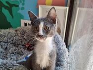 💓Babykater - Fabelhafter Feivel💓 - Eislingen (Fils)