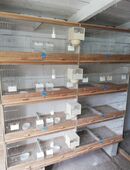 Vogelzuchtboxen abzugeben in 38820