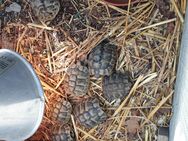 Griechische Landschildkröte NZ 2022 - Heimenkirch