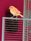 Kanarienvogelpärchen orangerot und gelb in 24232