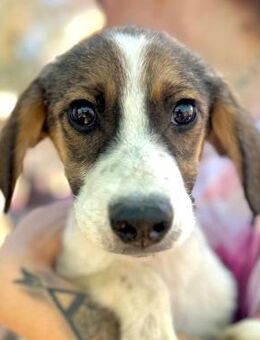 JOHN-BOY ~ gescheckter Minihundemann - Duisburg
