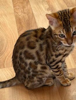 Bengalkitten, Kitten, Babykatzen - Veitsbronn