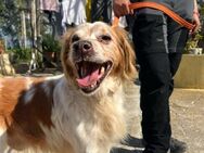 Marcello lebt einsam und isoliert - Herxheim (Landau)