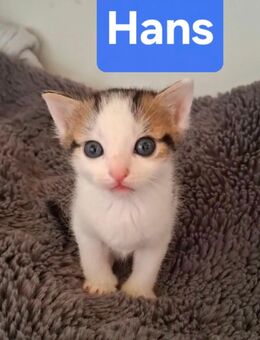 🐱Katzenbabys 4 Wochen 🐱 - Saarbrücken
