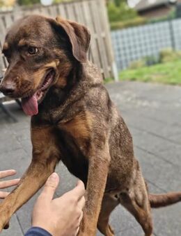 Pflegehündin Luce sucht ihr Glück - Untergriesbach
