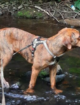 In guten Händen abzugeben - Ebeleben Zentrum
