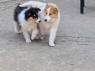 Reinr. Amerik. Colliewelpen m.Ahnentafel dürfen umziehen - Osterhofen