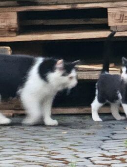 Hauskatze, Kitten , Babykatze , Schwarzweiß - Schöffengrund