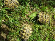 Griechische Landschildkröten (Testudo hermanni) Nachzucht aus 2024 - Karlstein (Main)