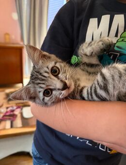 BKH Mix Kitten - Riedlingen