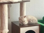 450€ BHK Kitten ab 01.Oktober - Essen