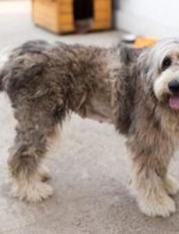 Wuschelhündin Flocke sucht ein Zuhause - München
