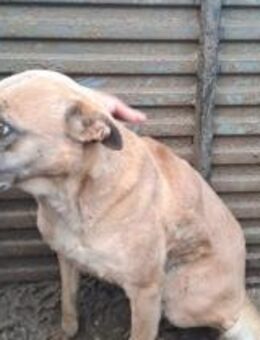 Esther sucht einfühlsame Menschen - Schnarup-Thumby