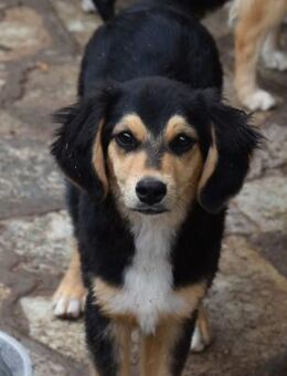 Twingo neugierig und aufgeschlossen - Haan