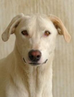 Desdemona sucht ihr eigenes Zuhause - Neuss