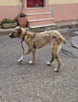 Kore sucht aktive Menschen - Neuss