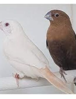 dieren - Gangelt