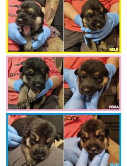 Welpen Deutscher Schäferhund , Ostdeutsche Leistungslinie, gerader Rücken - Rathenow