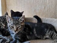 2 Kitten,Abgabebereit,Fichtelgebirge - Marktleuthen Zentrum