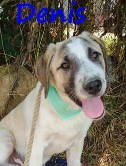 Denis geselliger ruhiger Welpe 12/24 GRC - Ruppertsecken