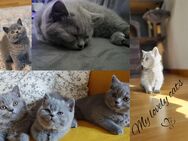 BKH Kitten Baby Katze Blau Grau - Gelsenkirchen