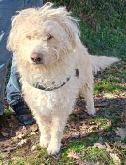 Bimbo - Rieden (Rheinland-Pfalz)