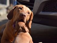 Magyar Vizsla Welpen mit Pap.