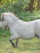 Rothensande Grey Infinity - gekörter Sohn von Birling Grey Mirage! 68 cm Mini Shetland in 34587
