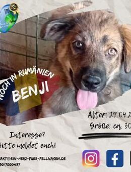 BENJI - und seine 5 Geschwister - Waakirchen