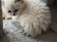 Neva Masquarade . Katzenbabys in 42499
