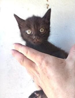 Hada wünscht sich so sehr ein Zuhause! - Aichwald