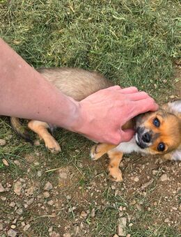 Deja vu Chihuahuarüde 2-fach geimpft sucht DICH auf Lebenszeit! - Roth (Landkreis Altenkirchen (Westerwald))