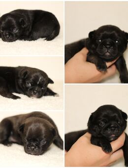 Wunderschöne Reinrassige Mops Welpen Rüde Hündin Platinium - Klingenberg