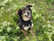 Liebe Layla sucht ein Zuhause - Kleinostheim