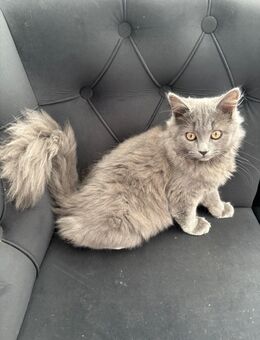 Zwei Britisch Langhaar Kitten abzugeben wegen Allergie 🐾 - Bonn