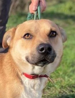 Junghund NICO - Gefrees