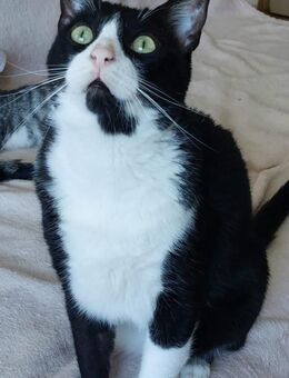 🐾 Brüder Tino & Anton 🐾 - Eislingen (Fils)