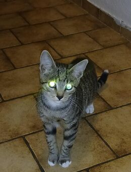 Super süßer Kater - Rees