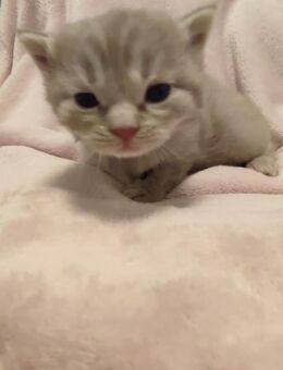 Creme Kitten Baby sucht schönes Zuhause - Bochum Altenbochum