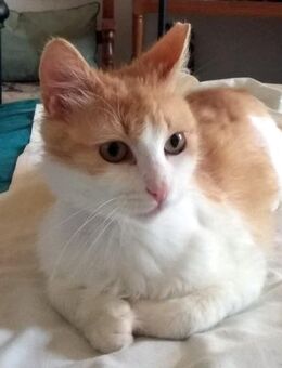 MOLLY - sanftes FeLVie sucht liebe Familie - Berlin