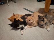Maine Coon Kitten reinrassig - Düsseldorf