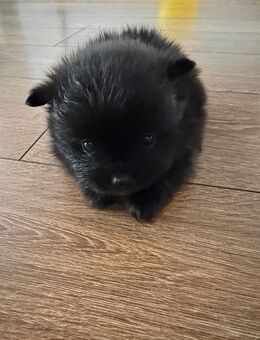 Pomeranian Welpen abzugeben - Remscheid