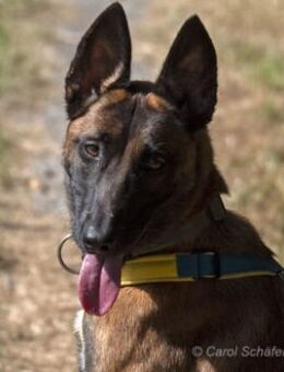 Stella ist sportlich und intelligent - Egelsbach