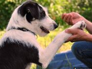 Lucy, aktives Zuhause gesucht - Brakel