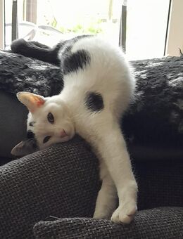 Wer möchte mich verwöhnen? Lotti # Tierschutz - Postbauer-Heng (Markt)