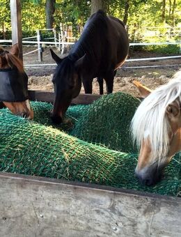 Suche Stallhilfe - Langenthal CH