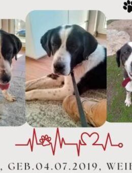 Bildschöne Tara sucht Zuhause - Eutin