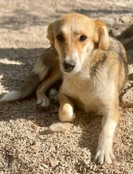 ARIA 💜 sucht verständnisvolles Zuhause - Herxheim (Landau)