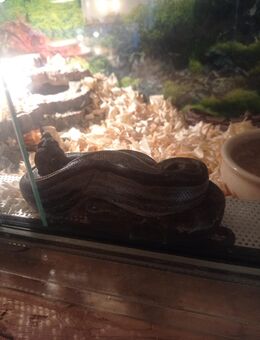 Boa constrictor - Kirchlinteln